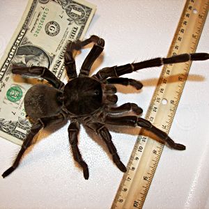 <?php the_title(); ?>