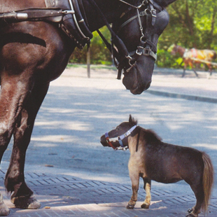 <?php the_title(); ?>