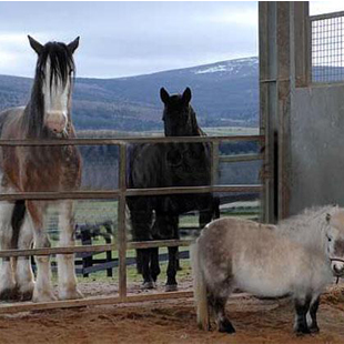 <?php the_title(); ?>