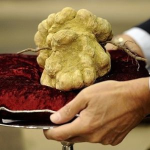 <?php the_title(); ?>