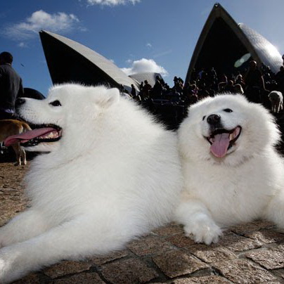 <?php the_title(); ?>