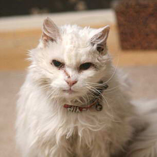 <?php the_title(); ?>