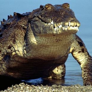 Самый большой крокодил в мире
