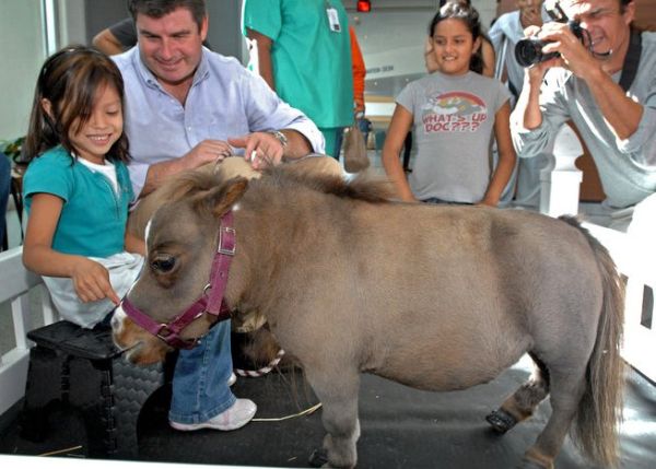 Самая маленькая лошадь