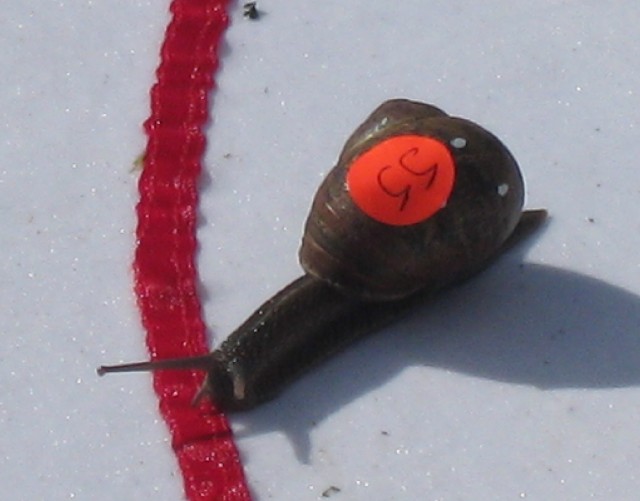 Самая быстрая улитка