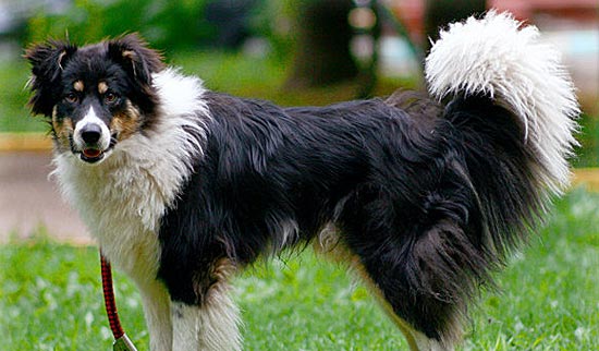 Самая умная собака