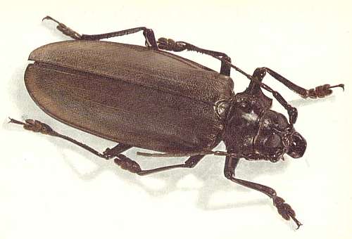 Самый большой жук